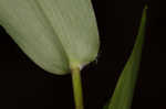 Variable panicgrass